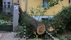 Над 20 сигнала за паднали клони и дървета в София заради силния вятър