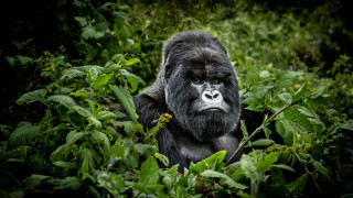 Горилите са големи животни които достигат до височина около 1 8