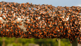 Медоносната пчела и околната среда е надсловът под който днес