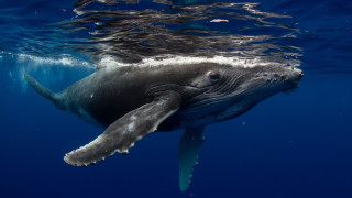 Как кит лапна и изплю рибар край бреговете на САЩ