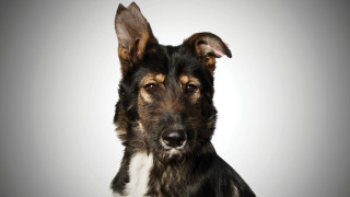 28 от кучетата стопанисвани от Общинско предприятие Екоравновесие са участници