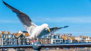 Защо чайките знаят разписанието на учениците