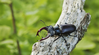 От частен имот на 55 годишния Ц Г в Етрополе са иззети