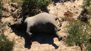 Стотици слонове измряха мистериозно в Ботсвана 