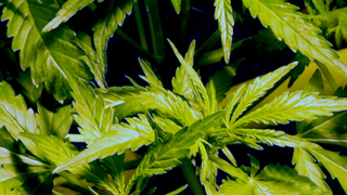 За месец щатът Колорадо събра $2 млн. данъци от продажби на марихуана