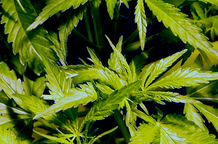 Уругвай легализира марихуаната