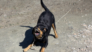 Столични полицаи установяват всички факти и обстоятелства около инцидент с