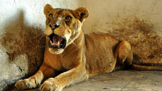 Затварят четири зоологически градини