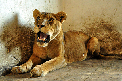 Затварят четири зоологически градини