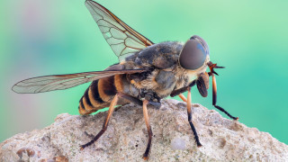 Насекоми, които могат да бъдат смъртоносни