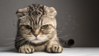 16 годишен младеж от Севлиево е осъден на пробация за срок