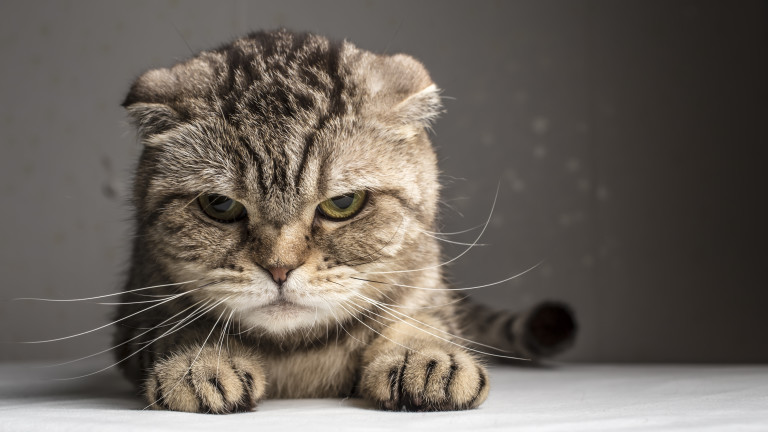 Осъдиха младеж от Севлиево на пробация и 100 часа обществен труд за жестоко убийство на коте