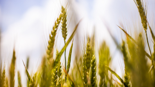 Българските фермери увеличават площите със засята пшеница