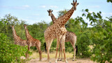  Как съумяват да спят жирафите 