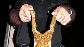 Жабите застрашени от изчезване?