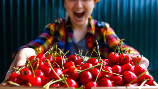 Появят ли се черешите по родните пазари темата за високата