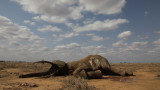  Африканските слонове, убийствата поради бивни и по какъв начин оцеляват 