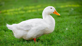 Изключително симпатично видео бе споделено през изминалия уикенд в платформата