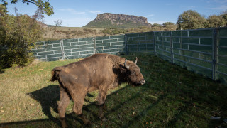 Два зубъра пристигнаха в Източните Родопи в края на миналата