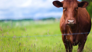 Българската агенция по безопасност на храните БАБХ предупреждава животновъдите да