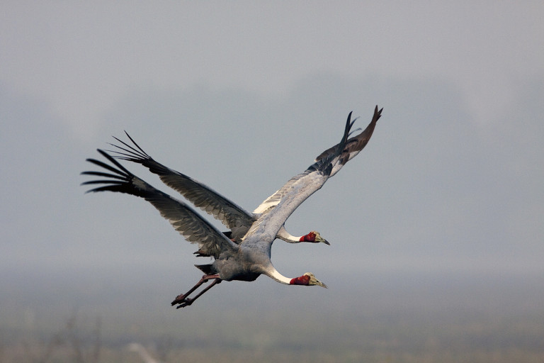 Индийски жерав