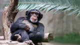 Шимпанзетата, хората, приятелствата и още една прилика между нас и маймуните