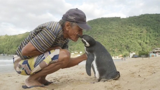 Уникална любовна история между човек и пингвин