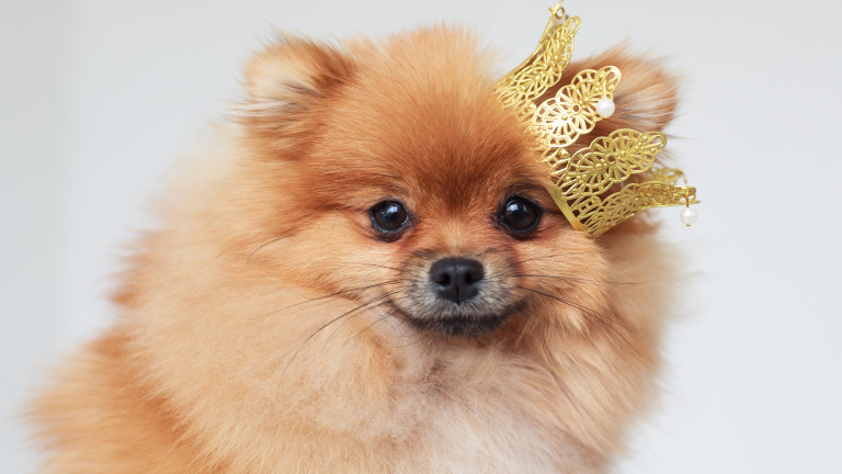 Кучешки парад в София