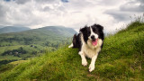 Почивка с куче в планината и съветите, които да следваме за положително и безопасно изживяване