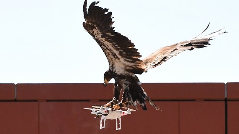 В Холандия използват орли срещу дронове