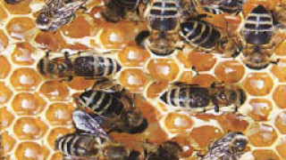 Откриват изложение по пчеларство в Плевен