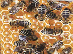 Откриват изложение по пчеларство в Плевен