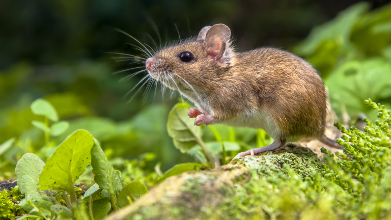 Австралия заплашена от нашествие на полски мишки 