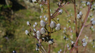 Министърът на околната среда и водите Юлиян Попов обяви Находище