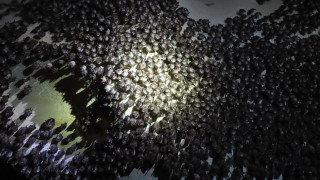 Зимното преброяване и наблюдение на прилепите в България е приключило