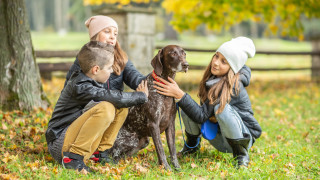 5 породи кучета с най-красивата козина