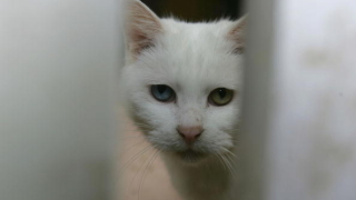 За пореден случай на агресия срещу животно алармираха от bTV