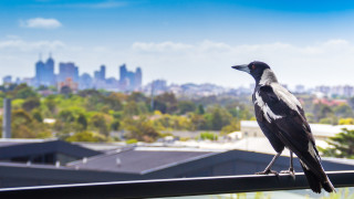 Най малко 1000 птици бяха убити за един ден в началото