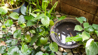Лятото особено когато е дъждовно или го прекарваме край водни