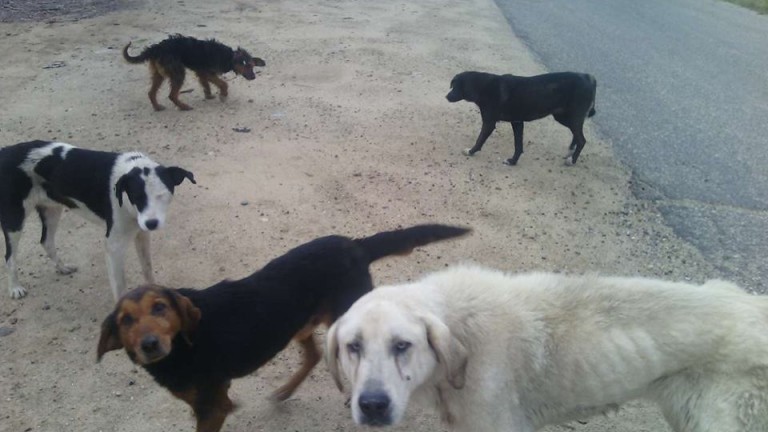 Кучета нахапаха 26-годишна жена в село Божурово, съобщи БНР. Инцидентът