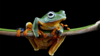 Много животни различни от птиците са способни на някаква форма