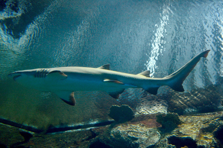 Аквариумът на рифа на акулите в залива Мандалай