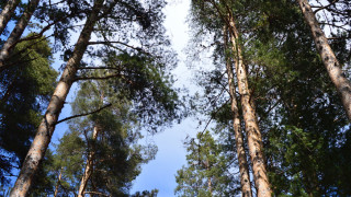 Граждани отново протестираха в защита на гората в местността Коджа