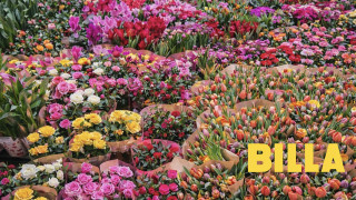 Цвете за цвете: бърз гид за избор на идеалния подарък