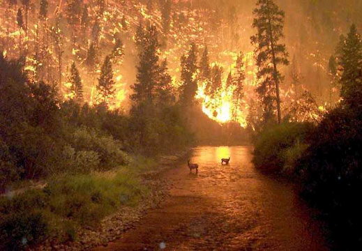 Намаляват горските пожари в страната