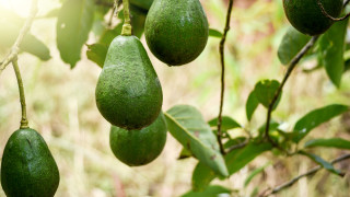 Кървавата война за авокадото – новият бизнес на наркокартелите