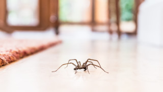 Как да предпазим дома си от паяци през есента