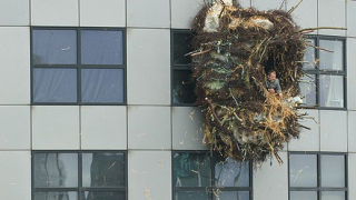 Белгиец си построи гигантско човешко гнездо (видео)