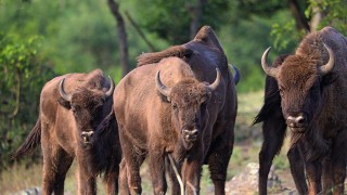 Голямото завръщане на зубъра в България
