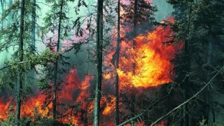 Пожар горя в Благоевградско